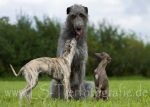 01 Windhund-Trio